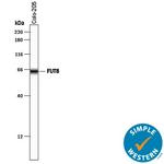 FUT8 Antibody in Western Blot (WB)