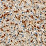 ELF3 Antibody in Immunohistochemistry (Paraffin) (IHC (P))