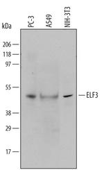 ELF3 Antibody in Western Blot (WB)