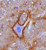 Neurocan Antibody in Immunohistochemistry (Frozen) (IHC (F))