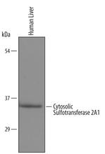 SULT2A1 Antibody in Western Blot (WB)