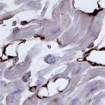 Nogo-B Antibody in Immunohistochemistry (Paraffin) (IHC (P))