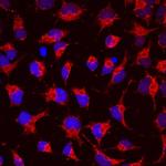 SEMA4C Antibody in Immunocytochemistry (ICC/IF)