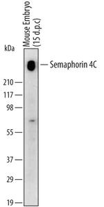 SEMA4C Antibody in Western Blot (WB)