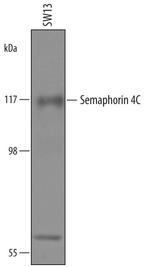 SEMA4C Antibody in Western Blot (WB)