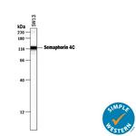 SEMA4C Antibody in Western Blot (WB)