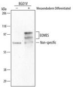 EOMES Antibody in Western Blot (WB)