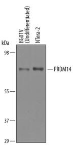 PRDM14 Antibody in Western Blot (WB)