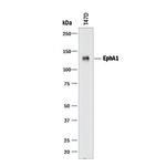 EphA1 Antibody in Western Blot (WB)