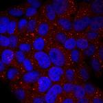 UGT1A1 Antibody in Immunocytochemistry (ICC/IF)