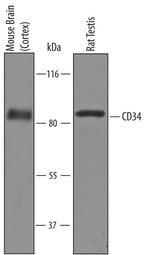 CD34 Antibody in Western Blot (WB)