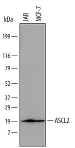 ASCL2 Antibody in Western Blot (WB)