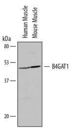 B3GNT1 Antibody in Western Blot (WB)