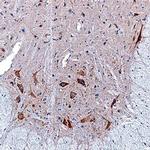 NELL2 Antibody in Immunohistochemistry (Frozen) (IHC (F))