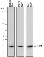 FABP1 Antibody in Western Blot (WB)