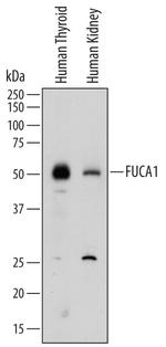 FUCA1 Antibody in Western Blot (WB)