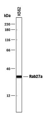 RAB27A Antibody in Western Blot (WB)