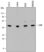 EMP Antibody in Western Blot (WB)