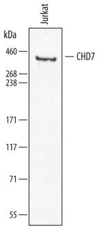 CHD7 Antibody in Western Blot (WB)