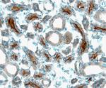 Angiopoietin 3 Antibody in Immunohistochemistry (Frozen) (IHC (F))