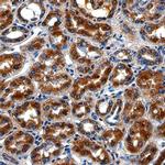 LRIG1 Antibody in Immunohistochemistry (Paraffin) (IHC (P))