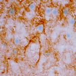 NRG3 Antibody in Immunohistochemistry (Frozen) (IHC (F))