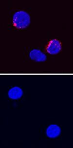 IFN gamma Antibody in Immunocytochemistry (ICC/IF)