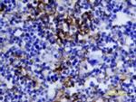 IGF2 Antibody in Immunohistochemistry (Frozen) (IHC (F))