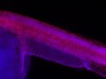 TIE2 Antibody in Immunohistochemistry (Paraffin) (IHC (P))