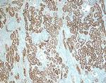 ACE Antibody in Immunohistochemistry (Paraffin) (IHC (P))