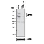 ADAM9 Antibody in Western Blot (WB)