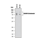 ADAM9 Antibody in Western Blot (WB)