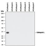 Cathepsin L Antibody in Western Blot (WB)