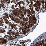 FGF16 Antibody in Immunohistochemistry (Paraffin) (IHC (P))