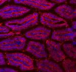 FABP2 Antibody in Immunohistochemistry (Frozen) (IHC (F))