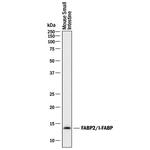 FABP2 Antibody in Western Blot (WB)