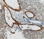 Adiponectin Antibody in Immunohistochemistry (Frozen) (IHC (F))