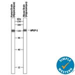 APLP1 Antibody in Western Blot (WB)