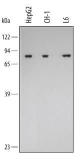 HSPA9 Antibody in Western Blot (WB)