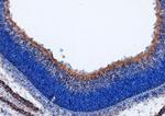 WNT9B Antibody in Immunohistochemistry (Frozen) (IHC (F))