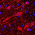 Neuroligin 1 Antibody in Immunohistochemistry (Frozen) (IHC (F))