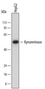 KYNU Antibody in Western Blot (WB)