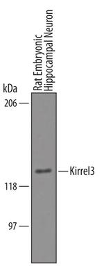 KIRREL3 Antibody in Western Blot (WB)