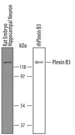 PLXNB3 Antibody in Western Blot (WB)