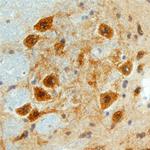 FSTL4 Antibody in Immunohistochemistry (Frozen) (IHC (F))