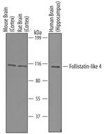 FSTL4 Antibody in Western Blot (WB)