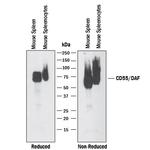 CD55 Antibody in Western Blot (WB)