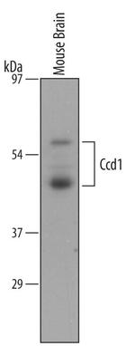 DIXDC1 Antibody in Western Blot (WB)