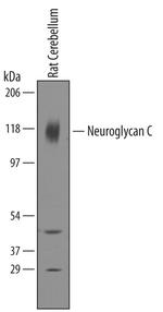 CSPG5 Antibody in Western Blot (WB)