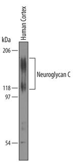 CSPG5 Antibody in Western Blot (WB)